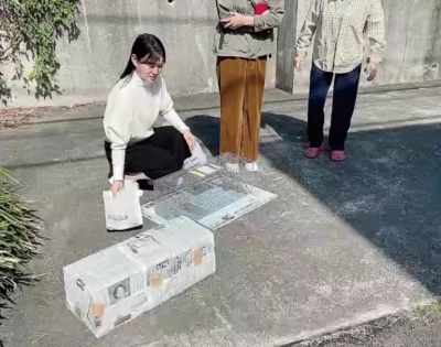 猫の避妊去勢を進める活動(TNR)